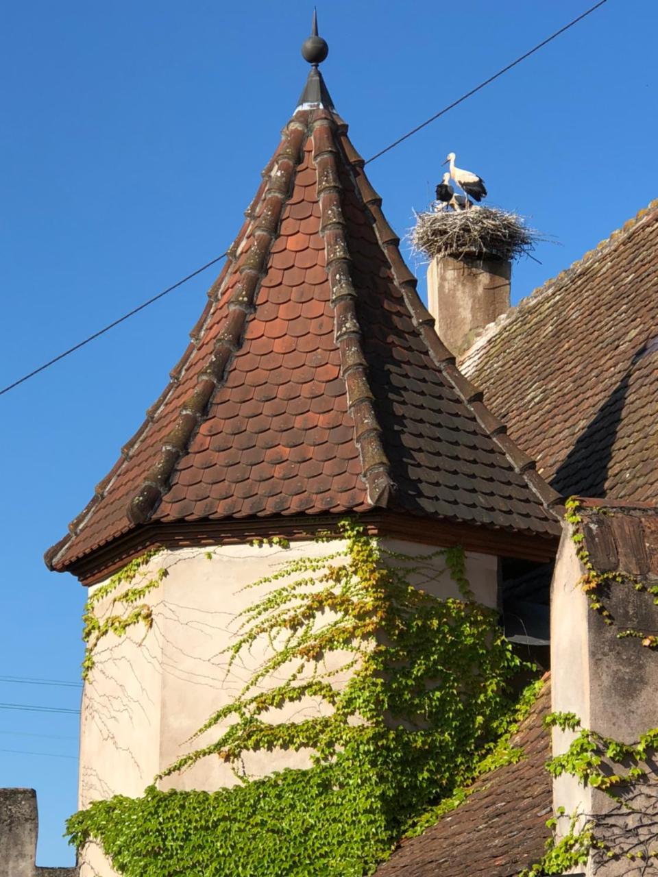 Bed and Breakfast Le Grenier Des Arômes Au Domaine Wittmann Mittelbergheim Exterior foto